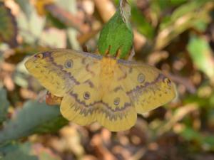 ウスタビガ♀