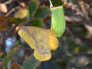 ウスタビガ♀２