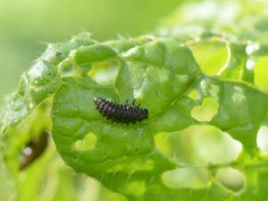 ダイコンサルハムシ幼虫