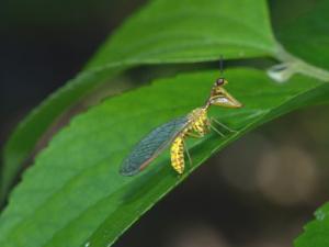 ヒメカマキリモドキ１