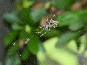 ゴミグモ♀