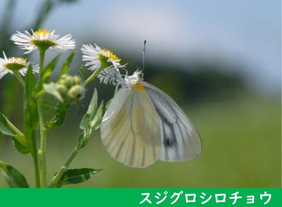 スジグロシロチョウ