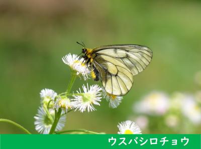 ウスバシロチョウ