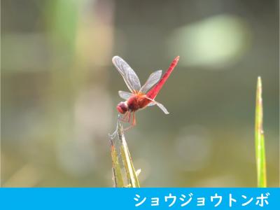 ショウジョウトンボ