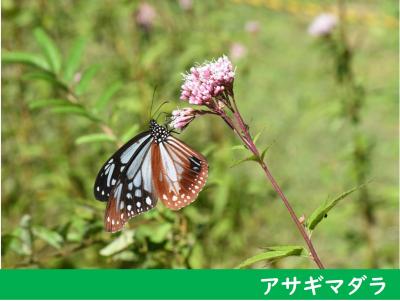 アサギマダラ