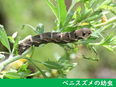 ベニスズメの幼虫