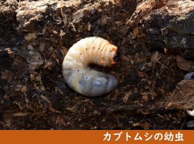 カブトムシの幼虫