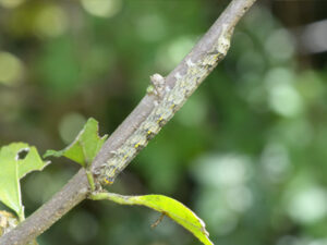 オオアカキリバの幼虫