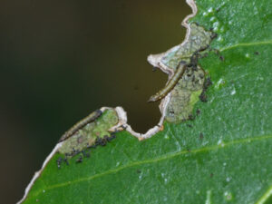 アカウラカギバの幼虫