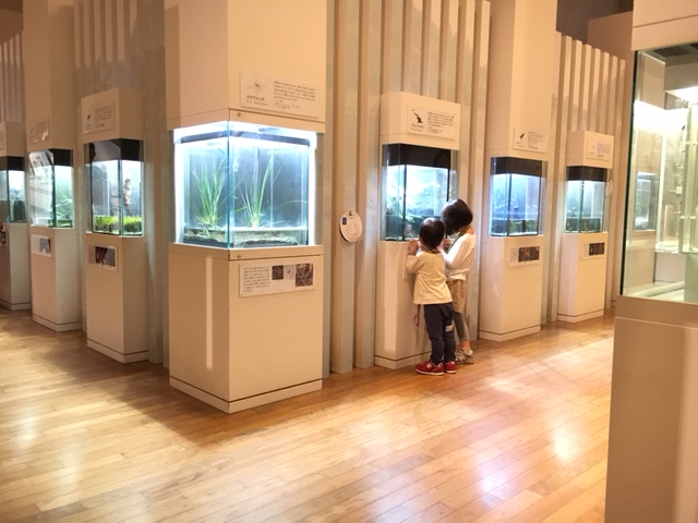 里山の昆虫たち1