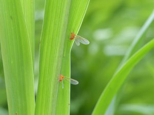 アカハネナガウンカ