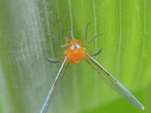 アカハネナガウンカ顔