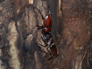 カブトの戦い