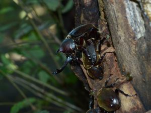 カブト交尾