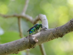 イラガイツツイバセイボウ