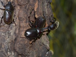 カブトムシ