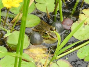 トウキョウダルマガエル