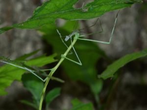 ナナフシモドキ脱皮殻を食べる