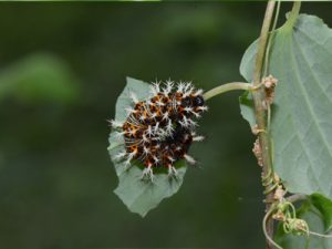 ルリタテハ幼虫