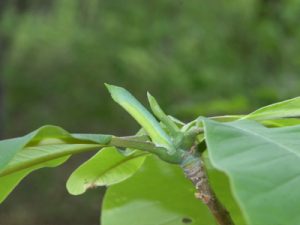 オオアヤシャク幼虫