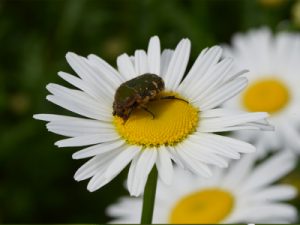 コアオハナムグリ