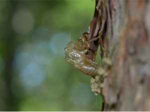 ハルゼミ抜け殻