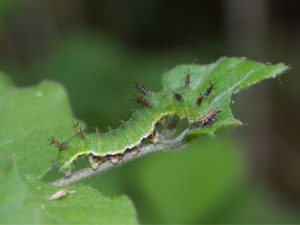 イチモンジチョウ幼虫