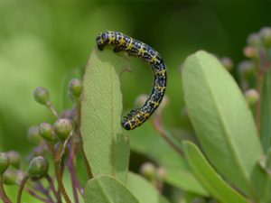 ウメエダシャク幼虫