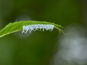 ミツクリハバチ幼虫