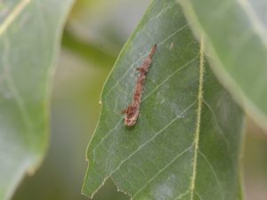 ウコンカギバの幼虫1