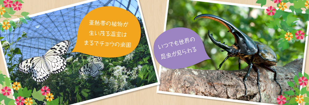 チョウの楽園・世界の昆虫