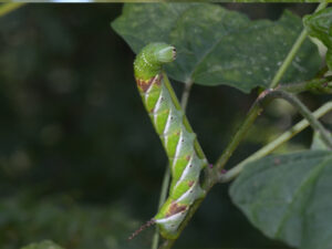 シモフリスズメ幼虫緑色