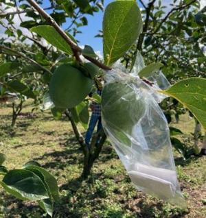 樹上脱渋方法の画像