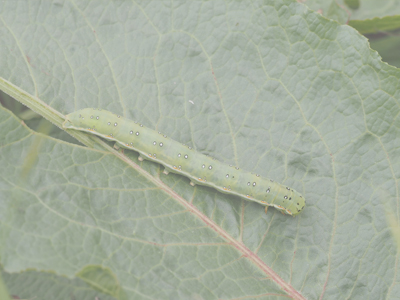 アヤモクメキリガ幼虫