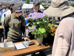 花苗販売 接客中の画像