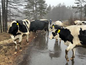 移動中の牛たちの写真です。