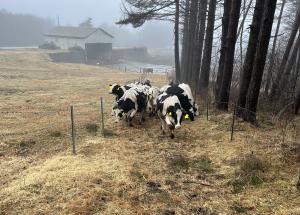 坂道を登る牛の写真です。
