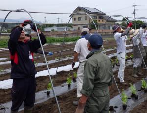 キュウリの支柱立ての画像