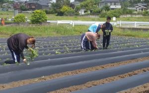 サツマイモ定植中の画像