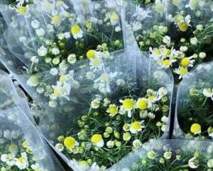 就農者Aのジャーマンカモミールの画像