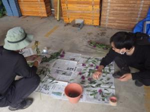 モナルダ乾燥の様子の画像