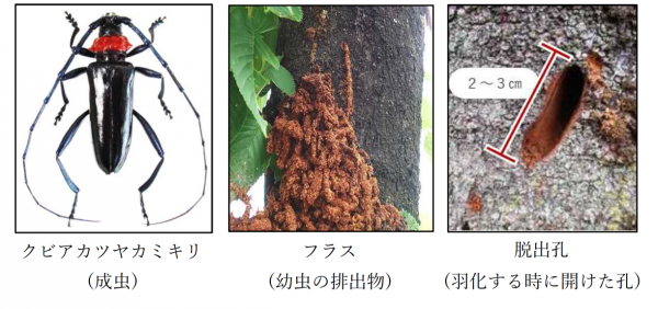 クビアカツヤカミキリの画像