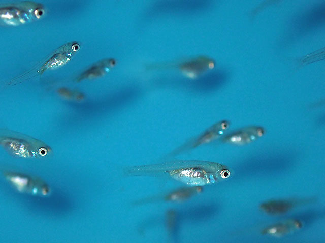 ヤリタナゴの稚魚画像