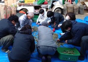 オリーブ葉の調製作業の写真