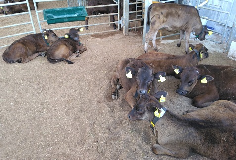 哺乳牛の管理状況画像