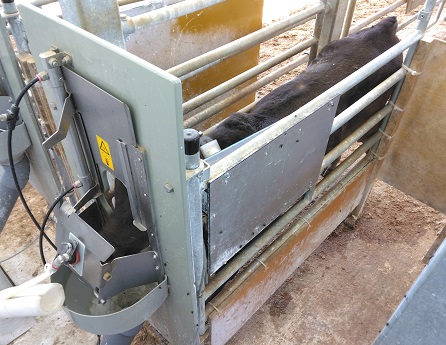 ロボットによる哺乳管理の画像