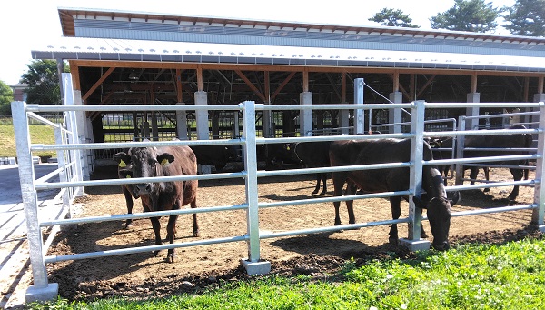 繁殖基礎牛群の運動状況画像
