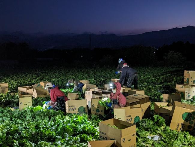 午前2時から始まるレタスの収穫写真