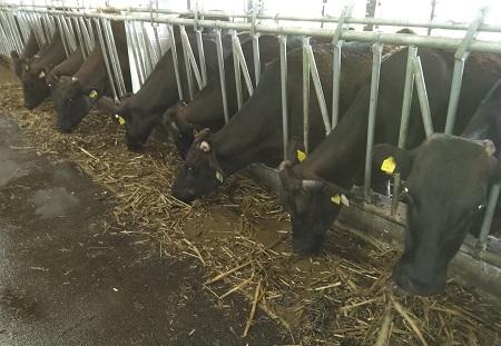 繁殖基礎牛群の飼料採食状況画像