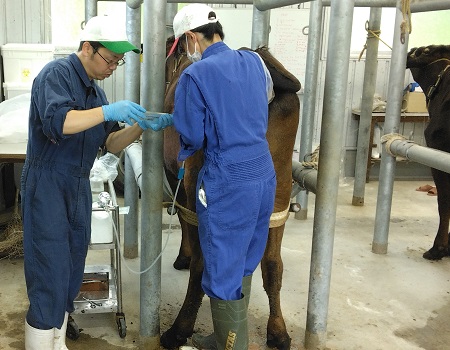 受精卵の採取状況画像